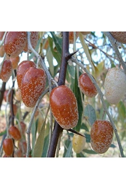 atlas fidan peyzaj Anadolu Iğde Fidanı Aşılı (2 Yaş  TÜPLÜ - 70-100 cm