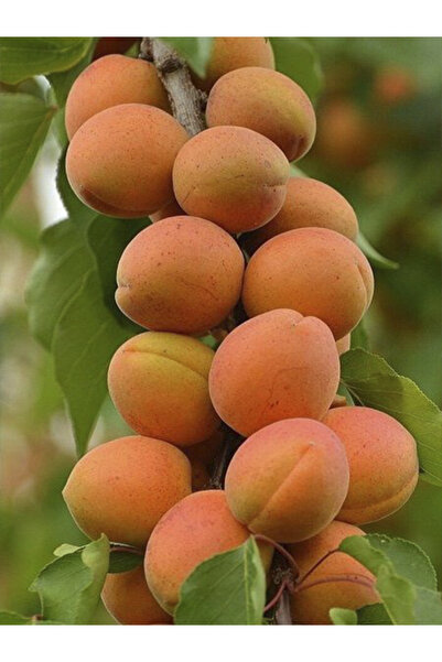 atlas fidan peyzaj Malatya Kayısı Fidanı Aşılı ( 2 Yaş \ Tüplü \ 80-100 Cm )