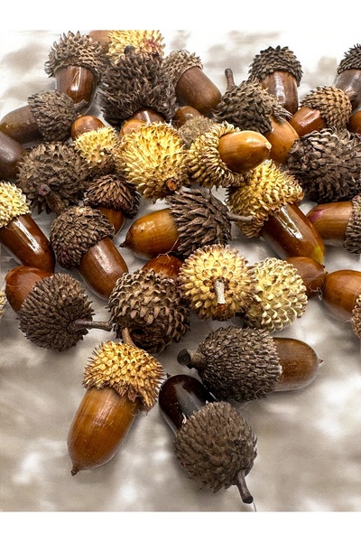 Bukiro Gerçek Palamut yılbası süsü yılbaşı ağacı süsü 8 adet renkli gercek pa...