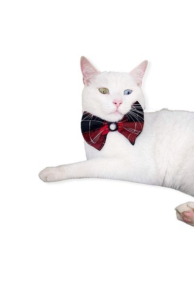 Kemique Bb Plaid Black Cat Bow Tie