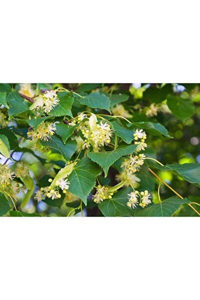 atlas fidan peyzaj IHLAMUR FİDANI  (TÜPLÜ)  100-120 CM