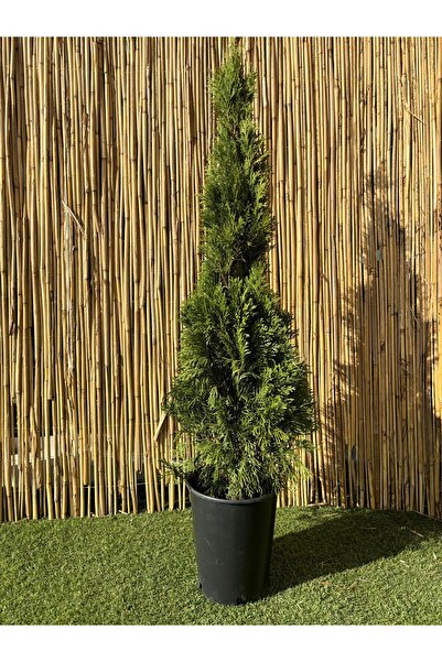 garden Moda Yılbaşı Çam Ağacı 100-130 cm Gerçek Şoklanmış Çam Ağacı Yılbaşı S...