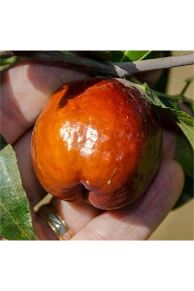 atlas fidan peyzaj Hünnap Fidanı ( Iri Meyveli ) 30-60 Cm