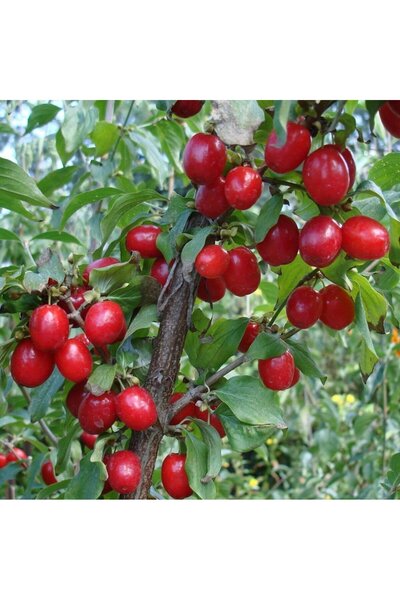 atlas fidan peyzaj Kızılcık Fidanı ( Tüplü ) 40-60 CM