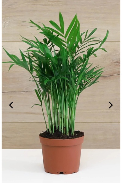 AYDOĞDU Dağ Palmiyesi (şamadora chamaedorea elegans)