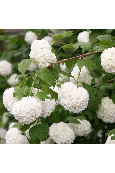 atlas fidan peyzaj Kartopu Çiçeği Fidan Tüplü 50 CM