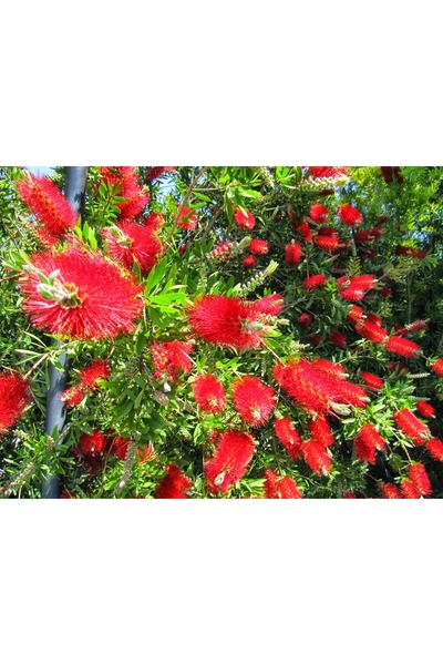 atlas fidan peyzaj Fırça Çalısı Çiçeği Fidanı TÜPLÜ 50-100 CM