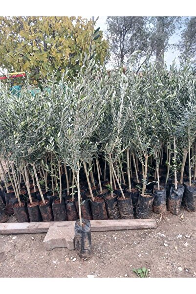 shop Gemlik Trilye 1,5 yaş zeytin fidanı