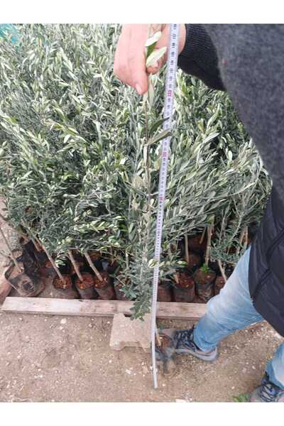 shop Gemlik Trilye 1,5 yaş zeytin fidanı (SATICI KISMINDA HİLAL TARIM YAZMASINA DİKKAT EDİNİZ)