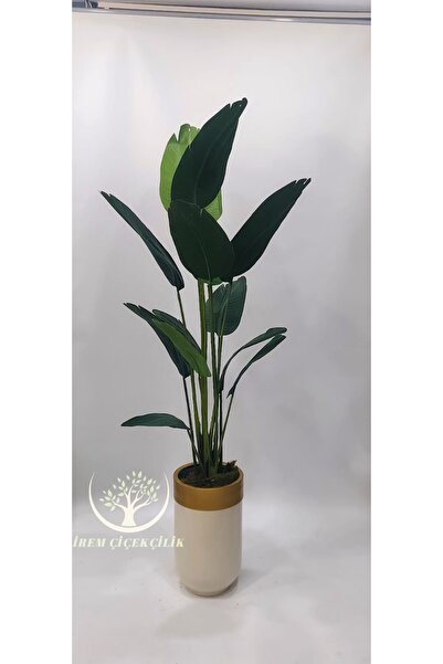 İremÇiçekçilik Krem Gold Darbuka saksıda Yeni Starliçe - Premium