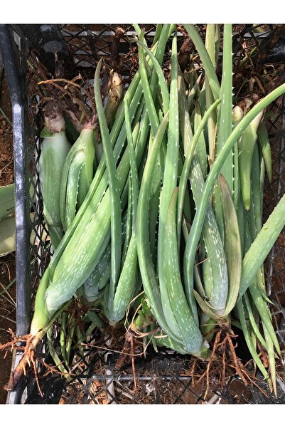 Fidanvar Aleo Vera 40 cm Canlı Odunsu Gövde Çok Büyüyen