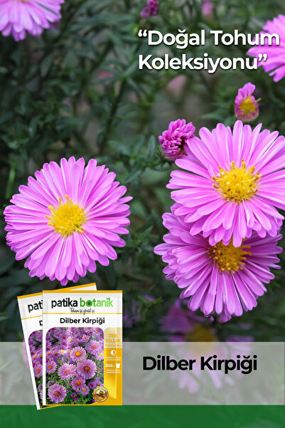 Patika Botanik 50 Adet Dilber Kirpiği Çiçek Tohumu (Aster L.)
