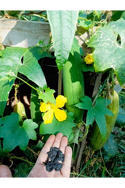 AYDOĞDU Lif Kabağı Tohumu 10 Adet