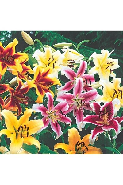 Köy Tohumları 20 Adet Tohum Nadir Karışık Renkli Zambak Çiçeği Tohumu Saray Z...