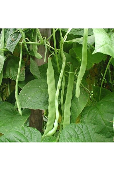 Köy Tohumları 400 Adet Tohum Yeşil Oturak Ayşe Kadın Fasulyesi Fasülye Tohumu...