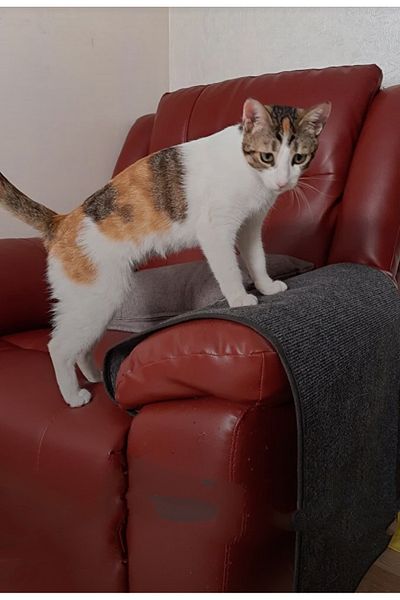OTOELİT Cat Scratching Carpet, Protective, Cat Sleeping Carpet, 100X50 Anthracite Color 2 Butt Right and Left Connecting