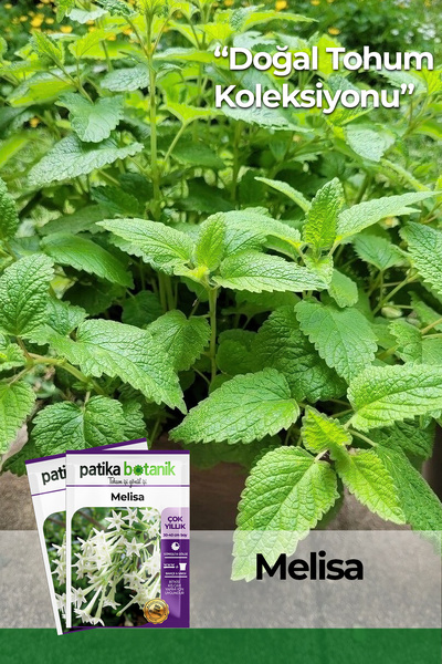 Patika Botanik 50 Adet Melisa/limon Oğulotu Tohumu
