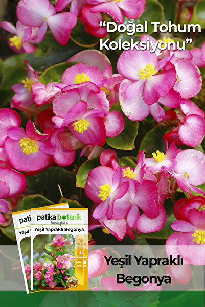 Patika Botanik 20 Adet Yeşil Yapraklı Begonya Tohumu