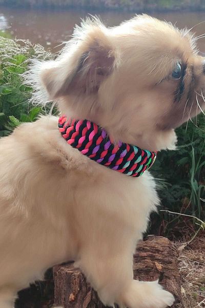 Urz Kids Mixed Color Small Breed Paracord Leash