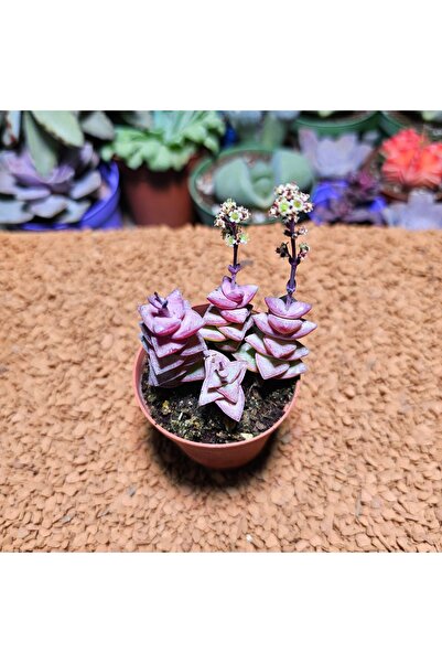 Maison Shop Crassula Perforata 5,5 lik Saksıda
