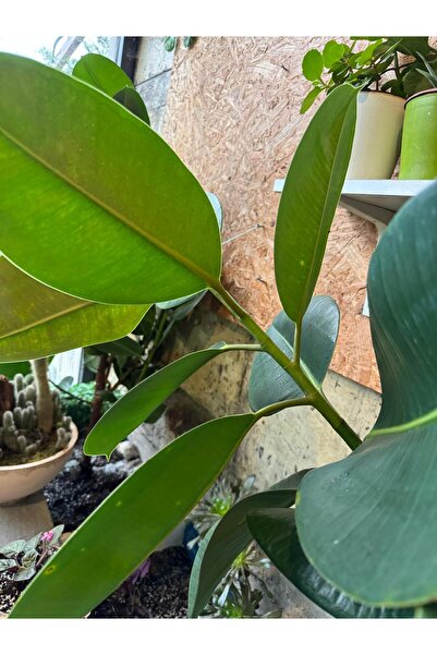 Fidan Kauçuk Çiçeği Fidanı 80-120 cm iç mekan