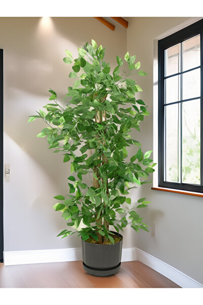 TamEvim Bakım Derdi Yok - Benjamin Ağacı Serinova Saksıda Çim Detaylı Yoğun Yapraklı 130 Cm Yapay