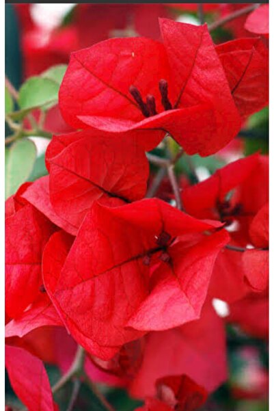 AYDOĞDU Saksıda Kırmızı Begonvil Fidanı Gelin Duvağı