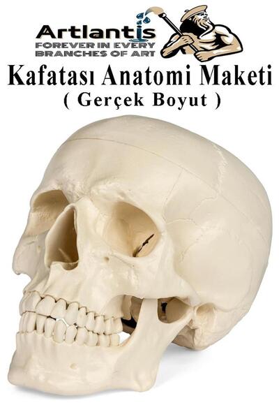 Artlantis İnsan Kafatası Anatomisi Modeli 1 Adet Kafatası Maketi Gerçek Boyut...