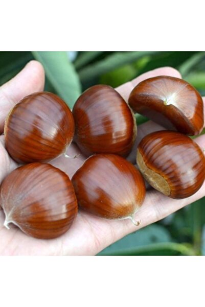 atlas fidan peyzaj Osmanoğlu Erkenci Kestane Fidanı Aşılı ( Ttüplü \ 70-100 Cm )