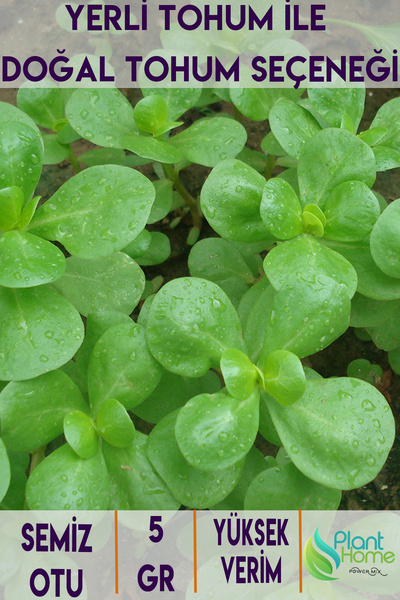 Plant Home Power Mix "5 Gr Semiz Otu Tohumu – Doğal Şifa, Kolay Ekim ve Yükse...