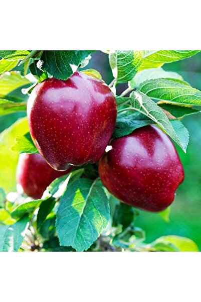 atlas fidan peyzaj Red Chief Bodur (kırmızı) Elma Fidanı Aşılı ( 2 Yaş \ Açık...