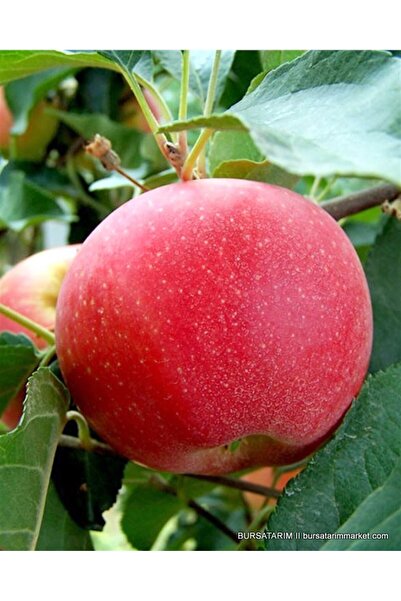 atlas fidan peyzaj Bodur Fuji Elma Fidanı Aşılı ( Tüplü \ 50-70 Cm )