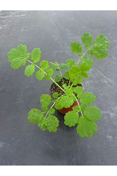 Genel Markalar Kırlangıçotu Bitkisi Büyük Boy