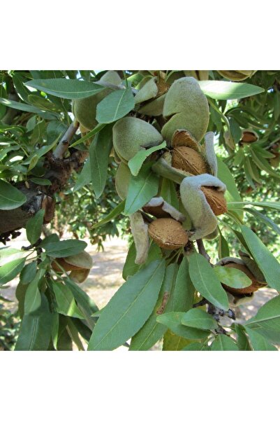 atlas fidan peyzaj Nonperial Çıtır Badem Fidanı -Aşılı - Tüplü \ 80-100 Cm )