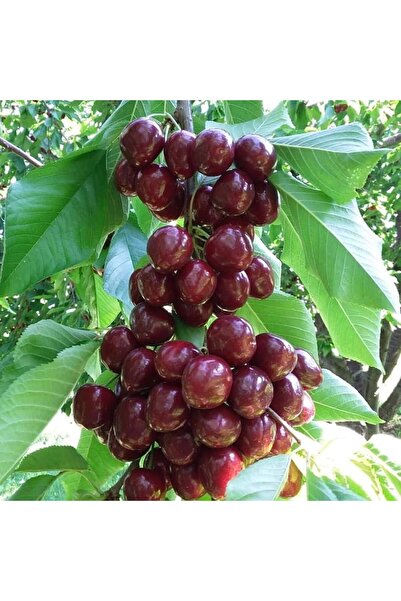 DİĞER1111 STELLA KİRAZ FİDANI ( 80 - 100 CM ) - TÜPLÜ