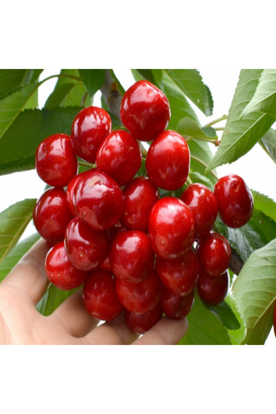 atlas fidan peyzaj Sweet Heart Kiraz Fidanı Aşılı ( Tüplü \ 80-100 Cm )