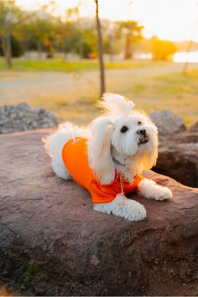Buddy Store Kedi & Köpek Kıyafeti Elbiseleri Kıyafetleri Sweatshirt - Garfield Surat Baskılı Turuncu Sweatshirt
