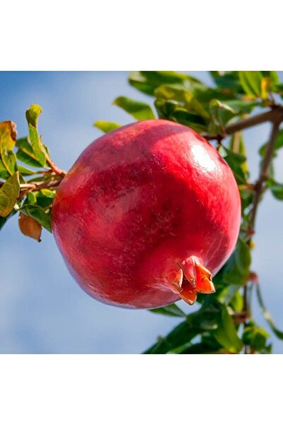 atlas fidan peyzaj Çekirdeksiz Nar Fidanı \ Açık Köklü\ 50-70 Cm )