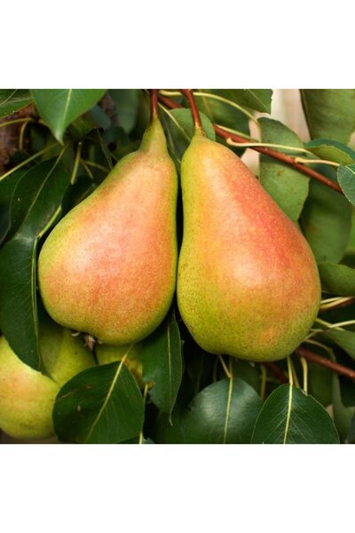 atlas fidan peyzaj Santa Maria Armut Fidanı Aşılı ( 2 Yaş \ AÇIK KÖKLÜ \ 80-1...