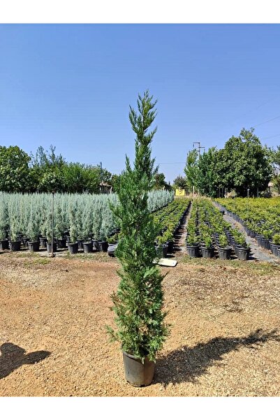 lalaahmetbotanik Büyük Boy Leylandi, Büyük Saksıda, 150 cm. Boyunda, Her Mevs...