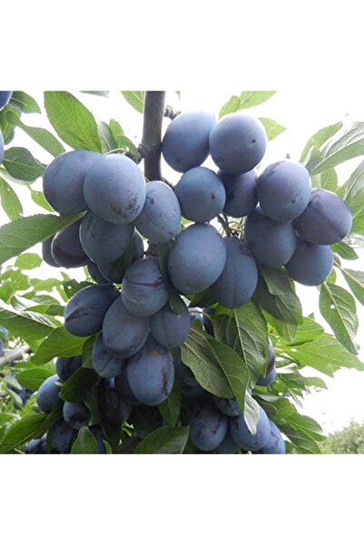 atlas fidan peyzaj Birton-Mürdüm Erik Fidanı Aşılı ( 2 Yaş \ Tüplü \ 60-80 Cm )