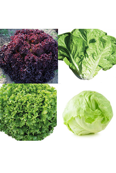 AG Kaplı Marul Tohum Seti 100'er Adet - Kıvırcık-Göbek-Yedikule-Kırmızı Kıvırcık