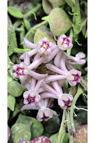 PLANT Hoya Curtisii Mum Çiçeği