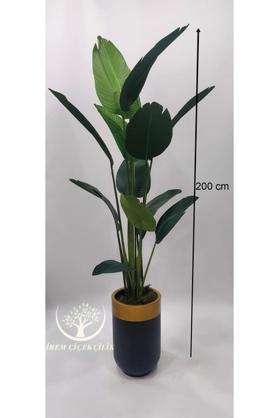 İremÇiçekçilik Siyah Gold Darbuka saksıda Yeni Starliçe - Premium