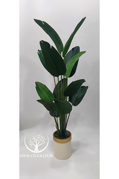 İremÇiçekçilik Krem Gold saksıda Yeni Starliçe - Premium