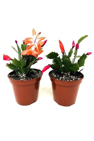 serada decor & plant Turuncu- Kırmzı Renk 2 ADET Yılbaşı Çiçeği 5.5 saksıda