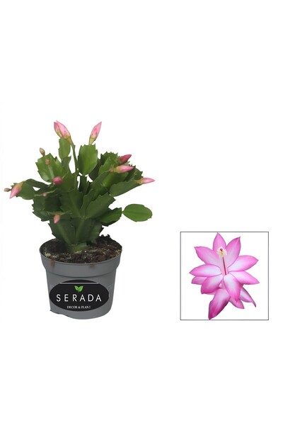 serada decor & plant Pembe Renk Yılbaşı Çiçeği Saksılı 10-15cm 1 ADET Schlumb...