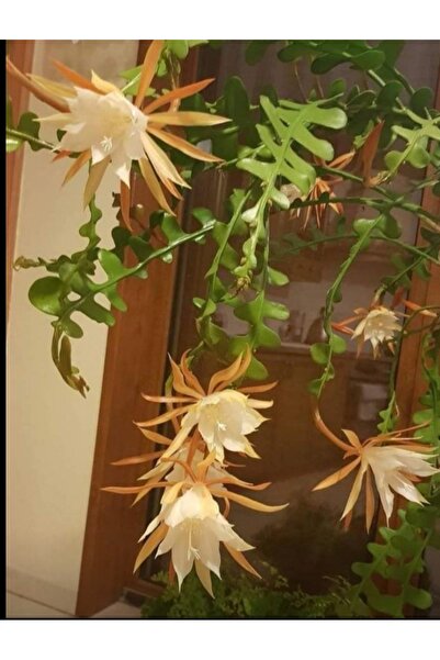 Genel Markalar Sarı açan Kılçık atlas çiçeği fidesi