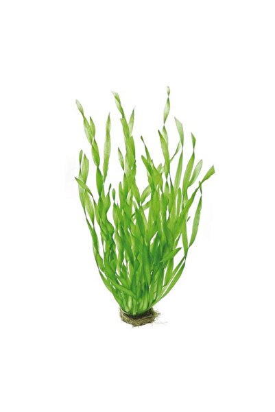 İthâl Bitki Vallisneria Contortionist Canlı Bitki