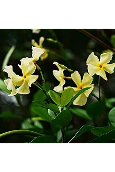 bahçevilya Sarı Arap Yasemin Fidanı Saksılı 1-2 Yaş Arası 30-50 Cm